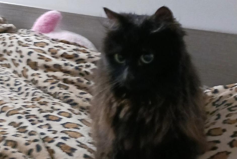 Alerta de Desaparición Gato  Hembra , 1 años Saint-Étienne-de-Mer-Morte Francia