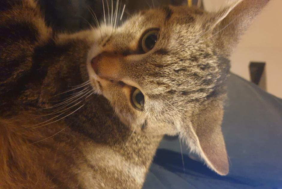 Alerta de Desaparición Gato  Macho , 1 años Saint-Brevin-les-Pins Francia