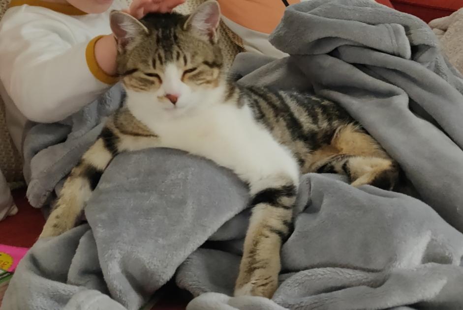 Alerta de Desaparición Gato Hembra , 1 años Nantes Francia