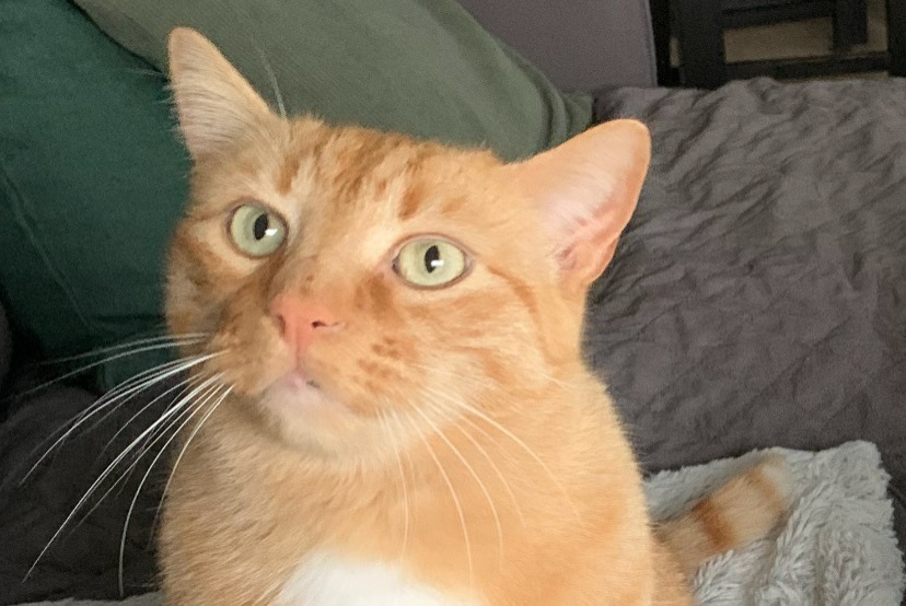 Alerta de Desaparición Gato  Macho , 5 años Rezé Francia