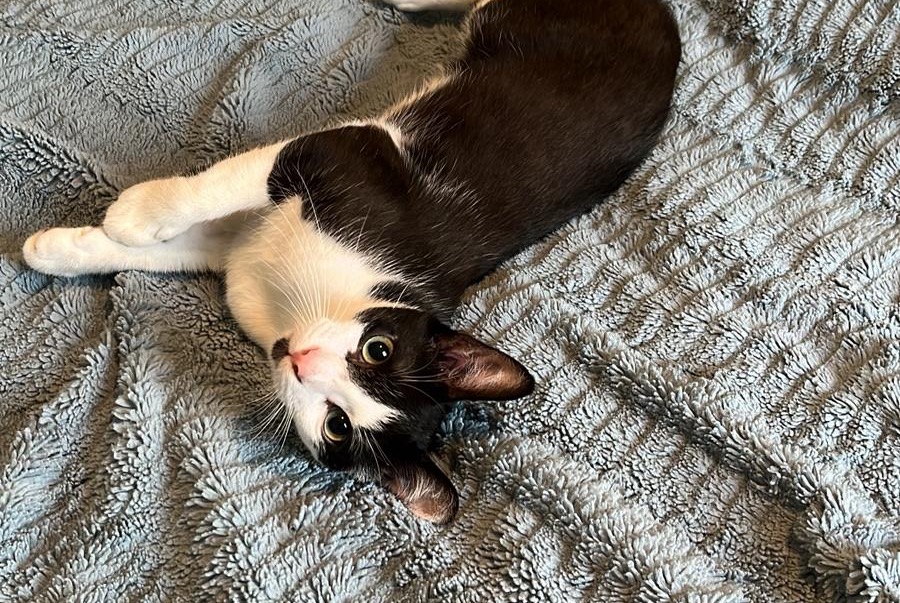 Alerta de Desaparición Gato Macho , 1 años Nantes Francia