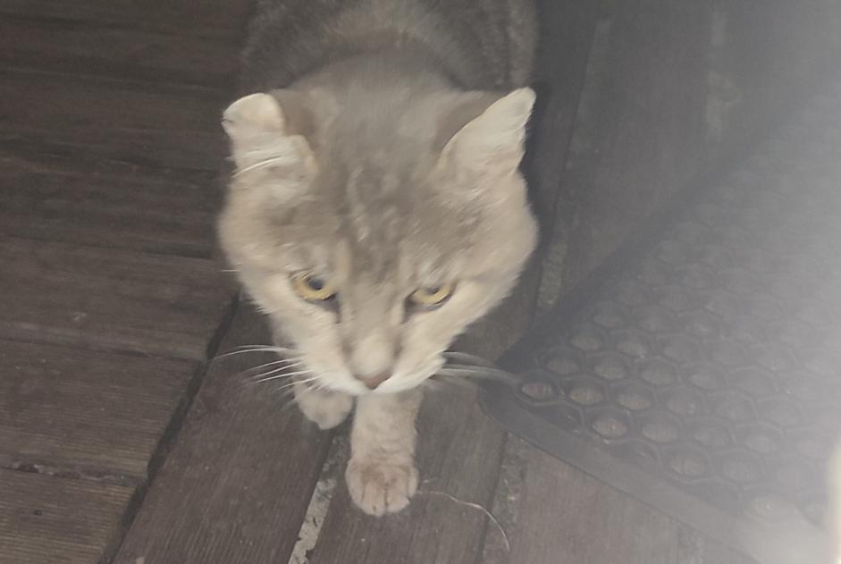 Alerte Découverte Chat Mâle Guérande France