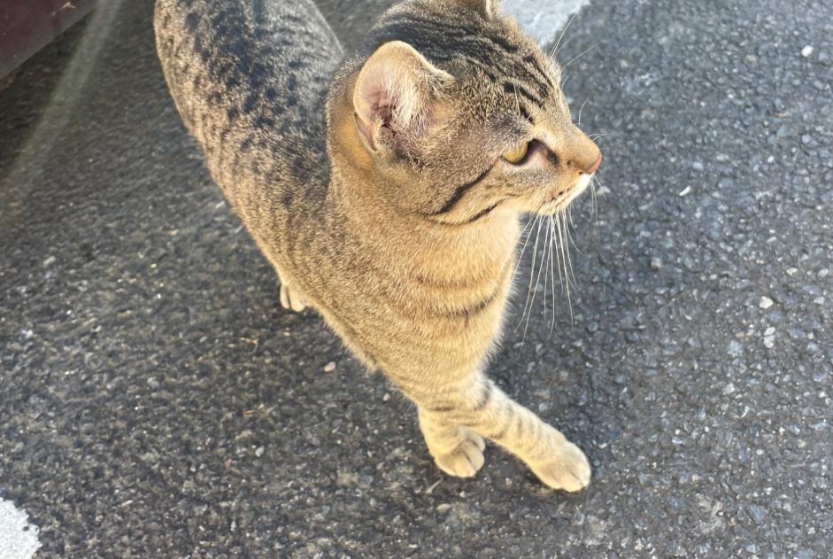 Alerte Découverte Chat Inconnu Saint-Nazaire France