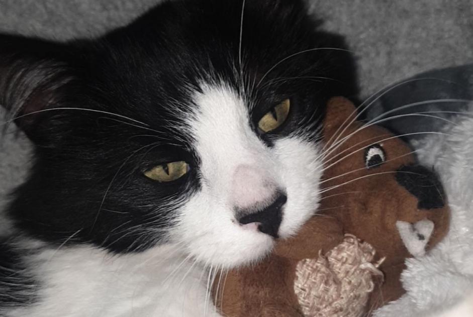 Alerte Disparition Chat croisement  Mâle , 1 ans La Bernerie-en-Retz France