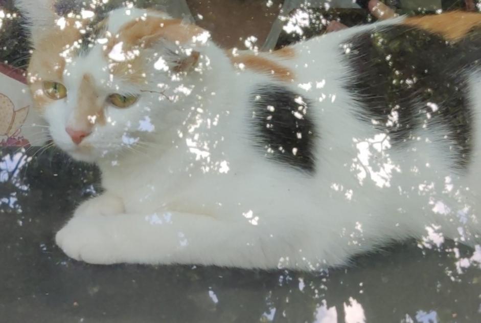 Alerte Disparition Chat  Femelle , 5 ans Saint-Nazaire France