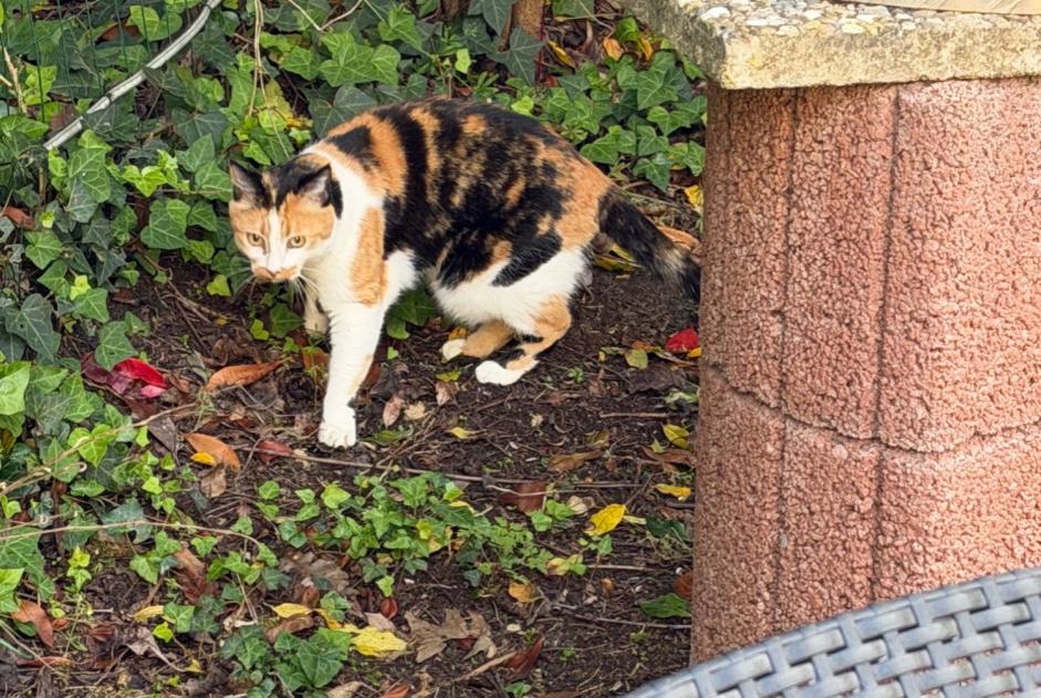 Alerte Disparition Chat croisement  Femelle , 12 ans Saint-Brevin-les-Pins France