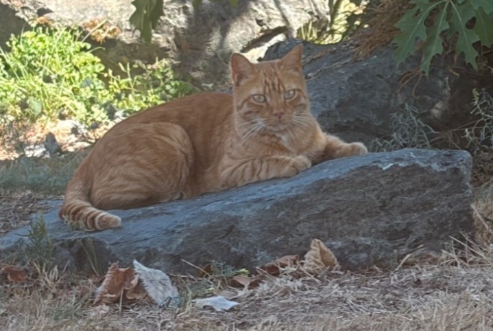 Alerte Découverte Chat Inconnu Treillières France
