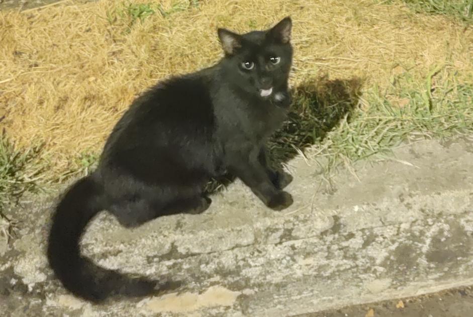 Alerte Découverte Chat Inconnu Nantes France