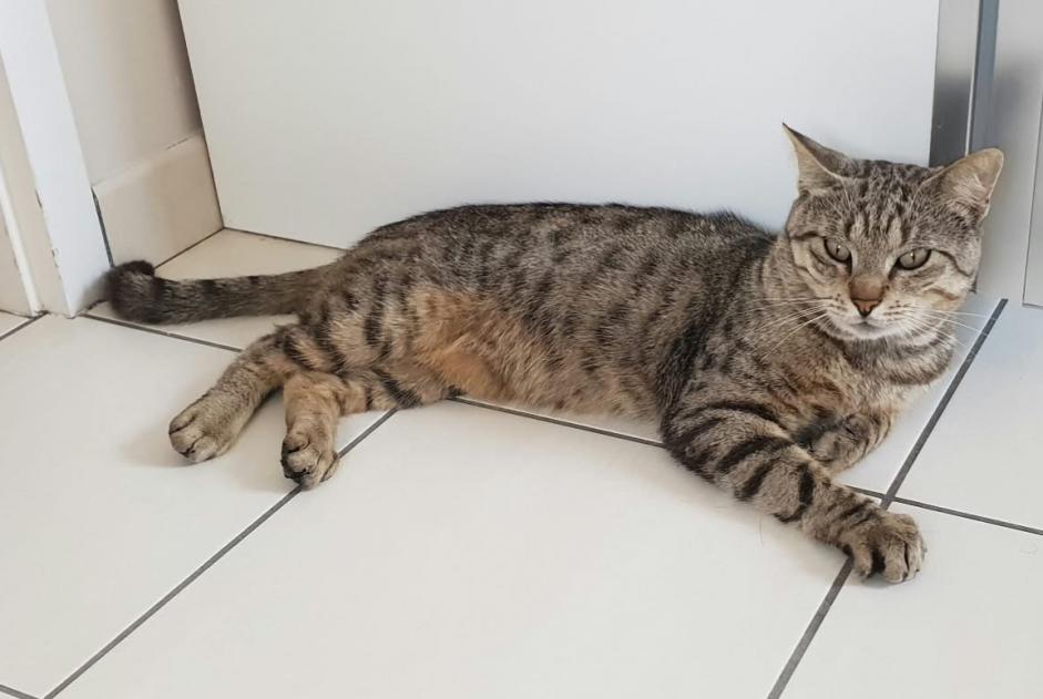 Alerte Découverte Chat Mâle La Chapelle-sur-Erdre France