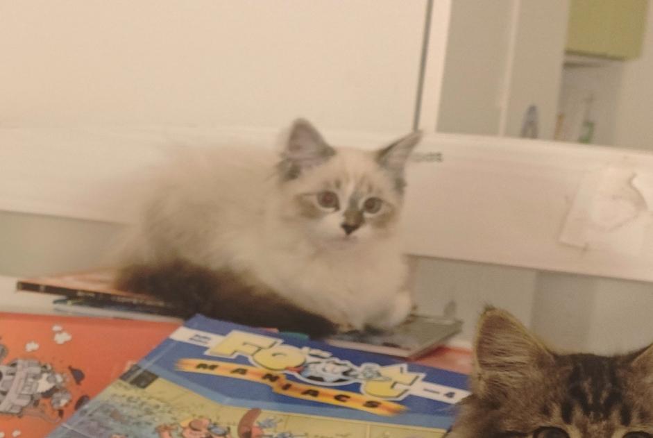 Alerte Disparition Chat croisement Femelle , 0 ans Haute-Goulaine France Alerte Disparition Chat croisement Femelle , 0 ans Haute-Goulaine France