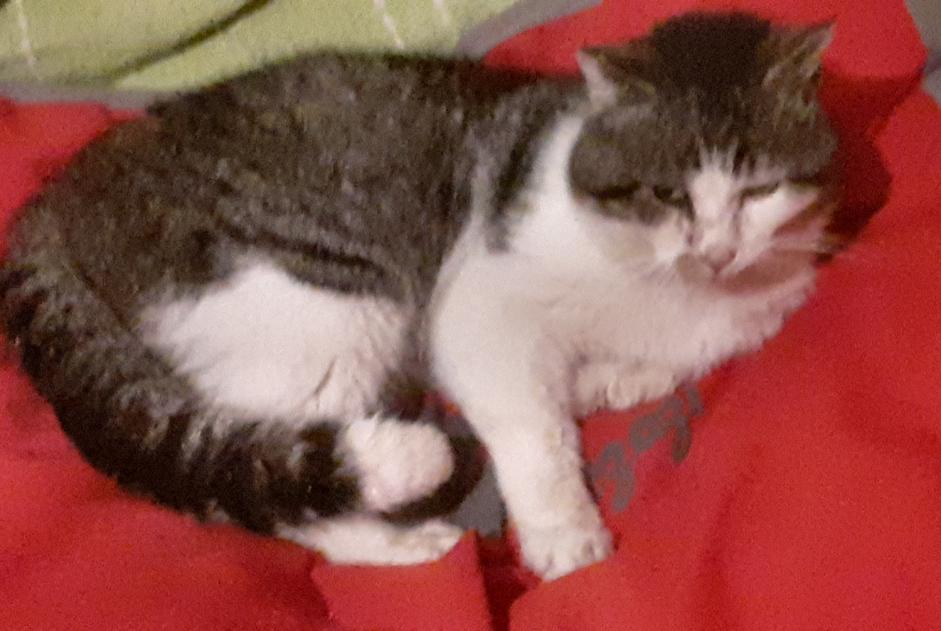 Avviso Ritrovamento Gatto Maschio Saint-Gildas-des-Bois Francia