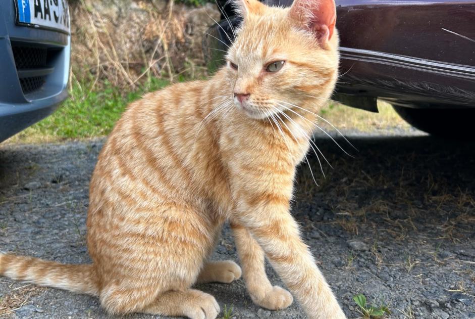 Avviso Ritrovamento Gatto Maschio Maisdon-sur-Sèvre Francia