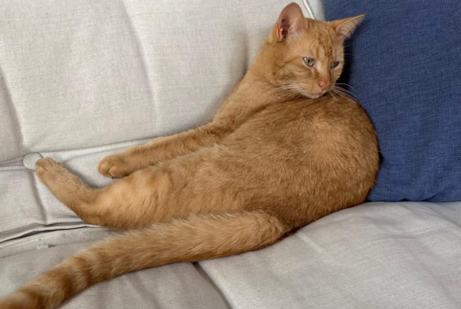Avviso scomparsa Gatto Maschio , 2 anni Nantes Francia Avviso scomparsa Gatto Maschio , 2 anni Nantes Francia