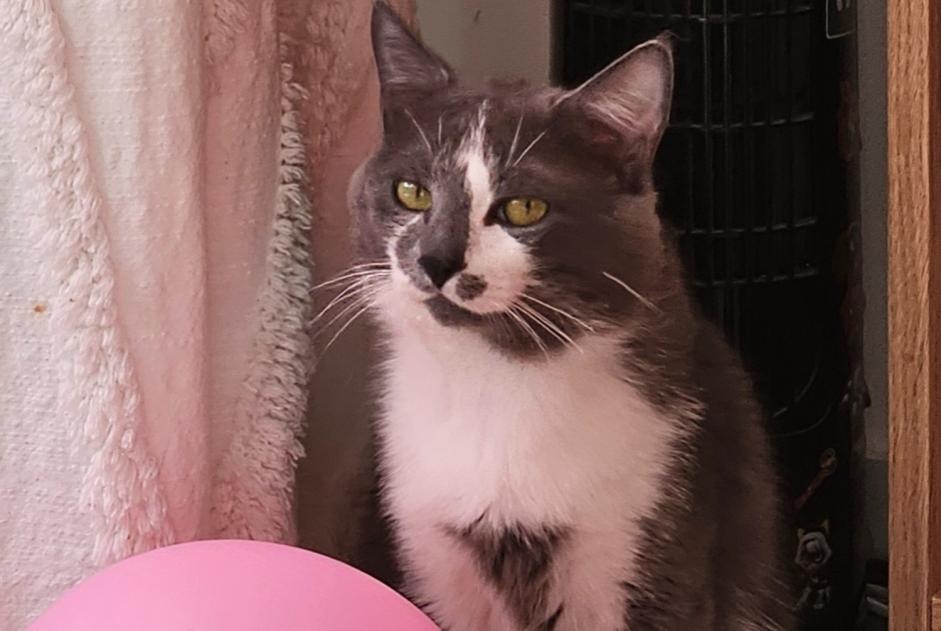 Avviso scomparsa Gatto Maschio , 1 anni Nantes Francia