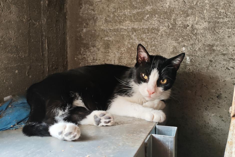 Avviso scomparsa Gatto  Maschio , 8 anni Saint-Étienne-de-Montluc Francia