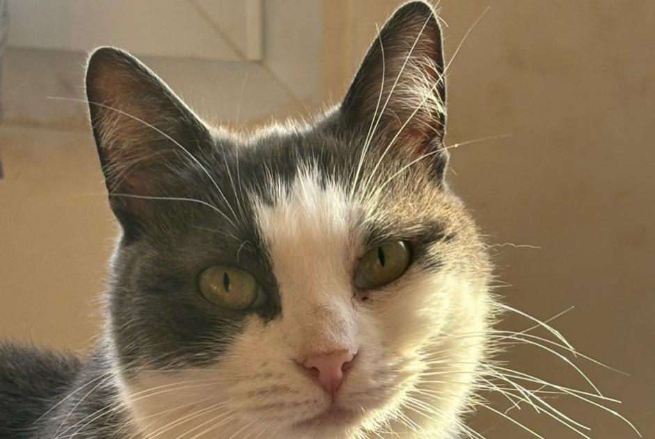 Verdwijningsalarm Kat Vrouwtje , 7 jaar Orvault Frankrijk