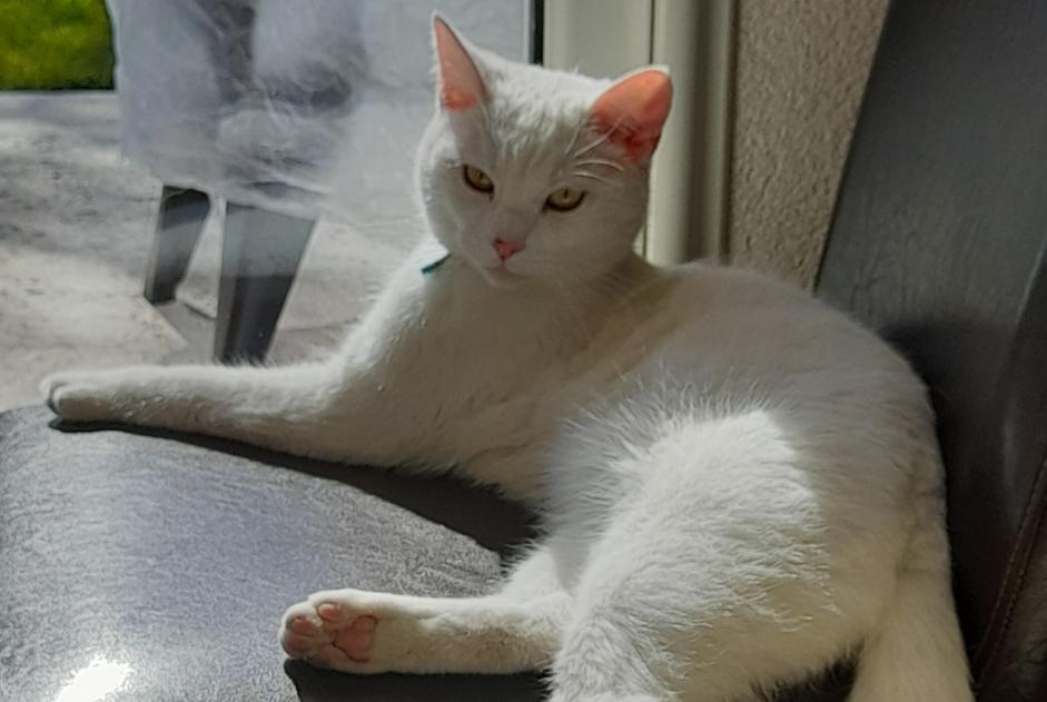 Alerta desaparecimento Gato  Macho , 2 anos Geneston France