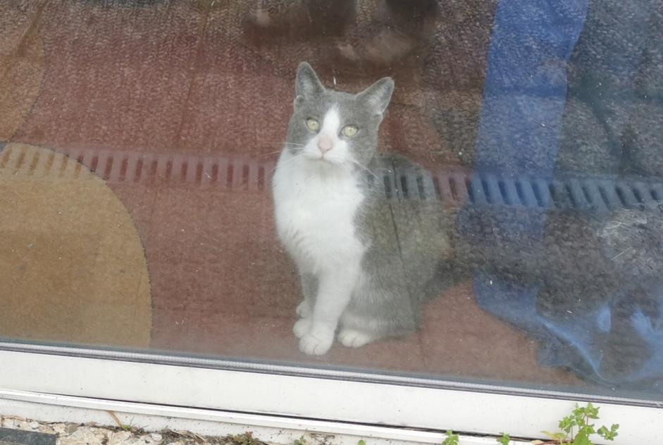 Alerta descoberta Gato cruzamento  Fêmea Loireauxence France