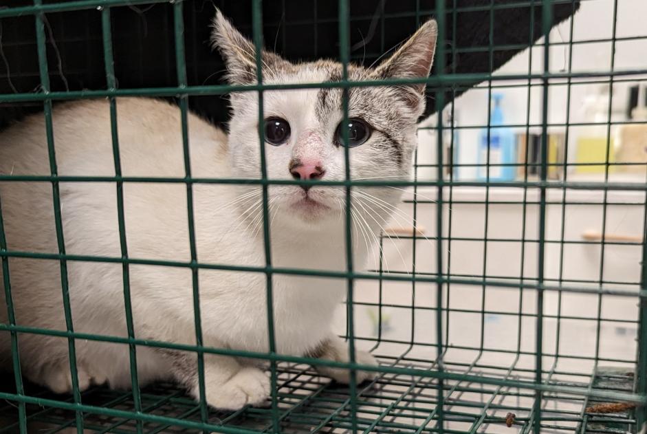 Alerta descoberta Gato cruzamento  Desconhecido , Entre 4 e 6 meses Orvault France