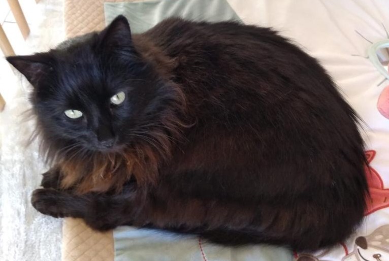 Alerta desaparecimento Gato  Macho , 12 anos Saint-Nazaire France