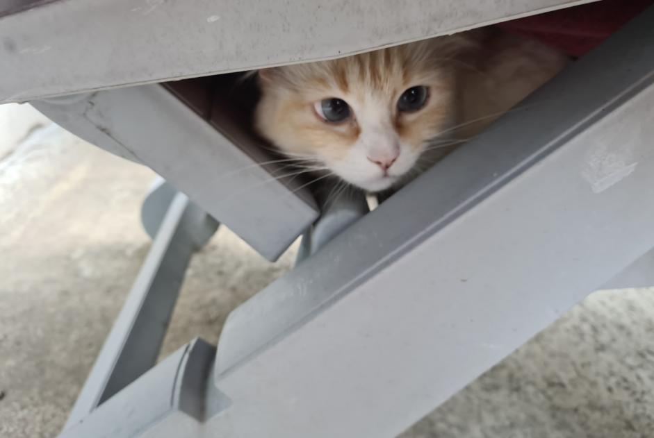 Alerta desaparecimento Gato cruzamento  Fêmea , 5 anos Fégréac France