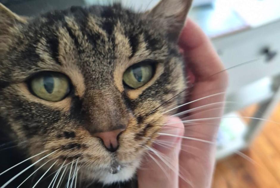 Alerta desaparecimento Gato Fêmea , 19 anos Le Pouliguen France